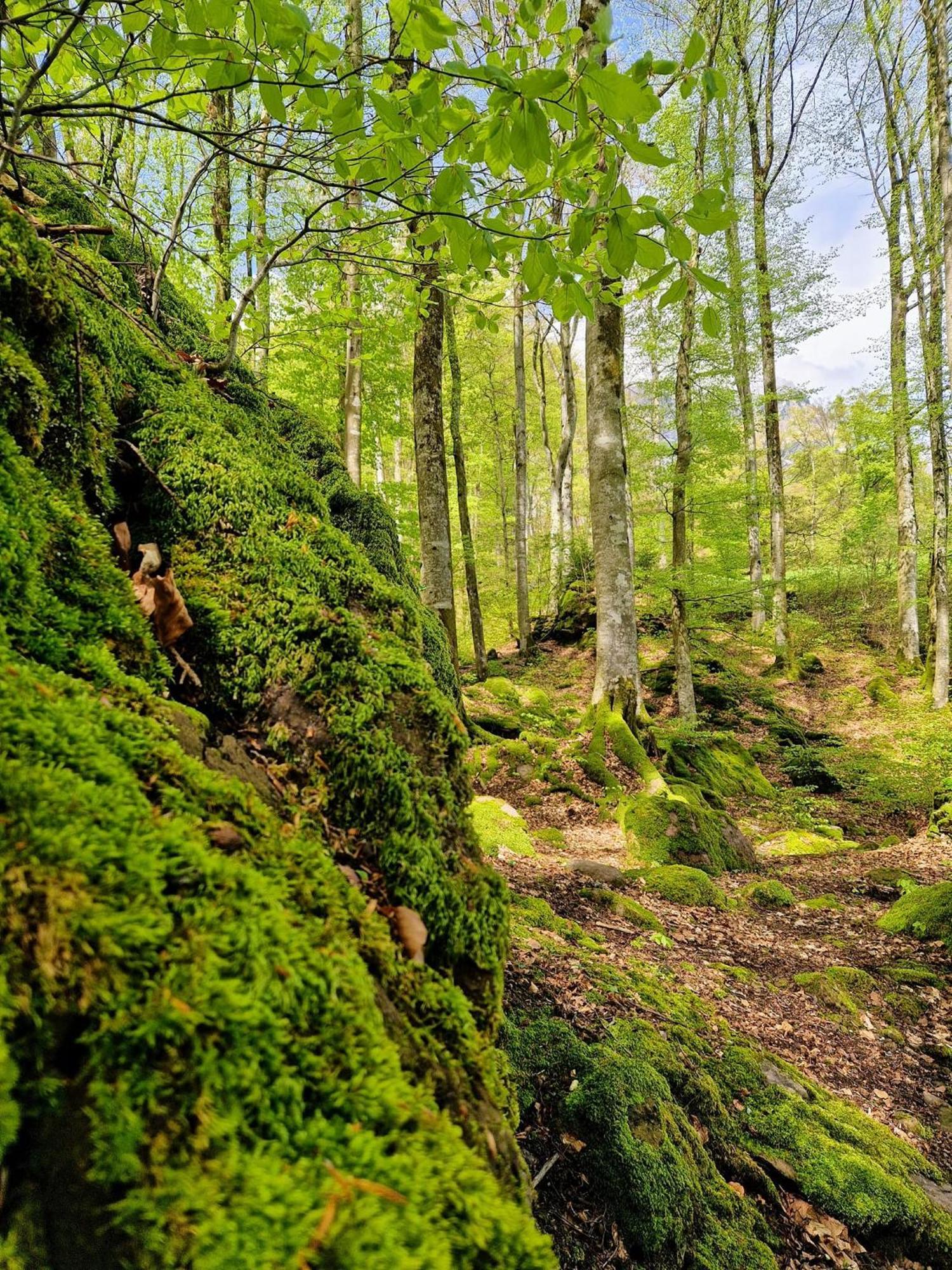 Diese Einfache Unterkunft- Bergheimat Ist Nur Fuer Backpacker- Rucksacktouristen Und Radfahrer - Huettenfeeling Im Backpackerhoues- Ganz Einfach - Ganz Unkompliziert - Ganz Relaxd Villa Linthal Exterior foto